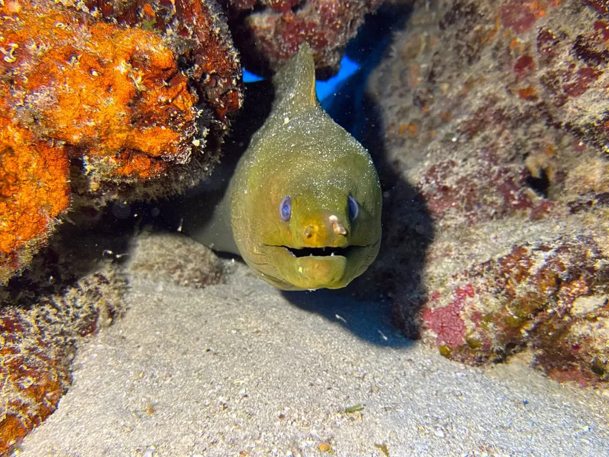 A green moray eel in the reef