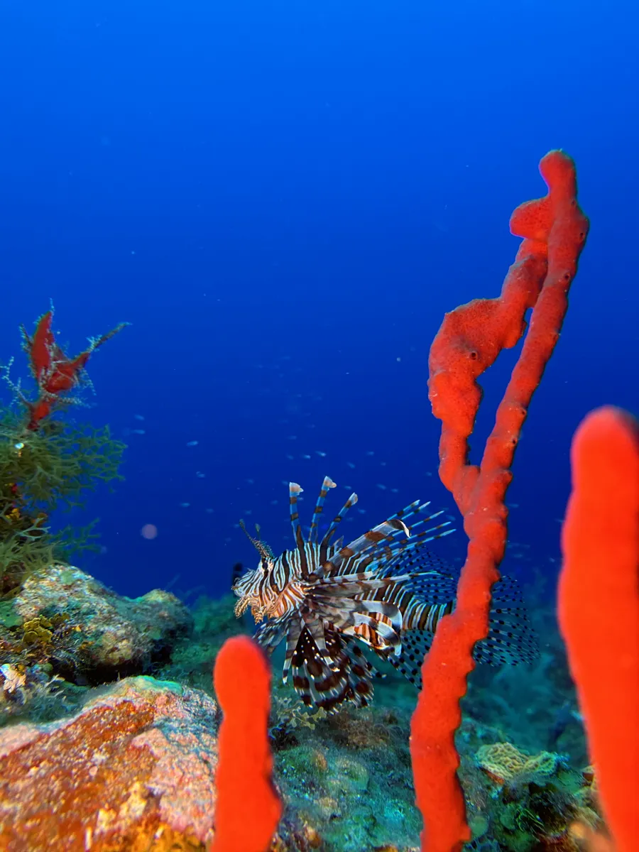 A lionfish hovering over the reef