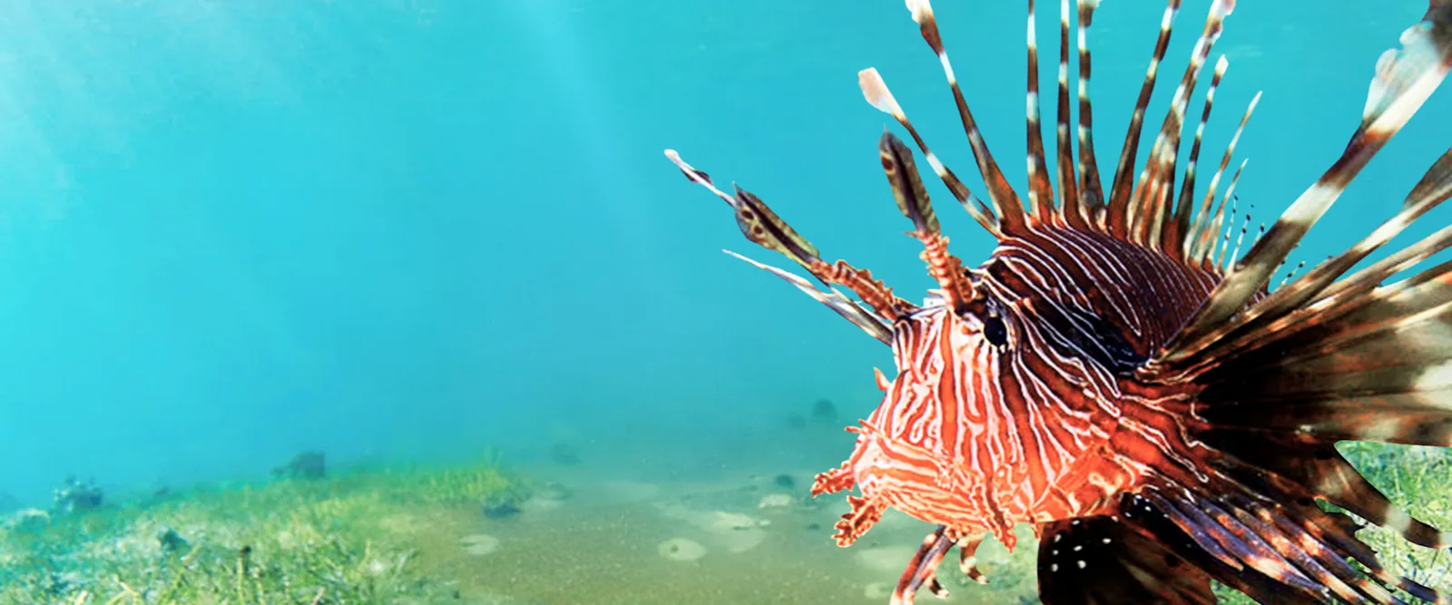 A lionfish over seagrass on the Belize reef