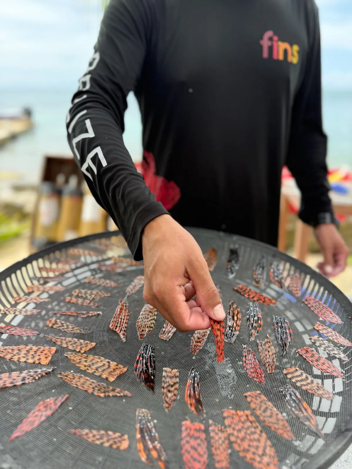 Lionfish fins laid out on a tray to be clipped
