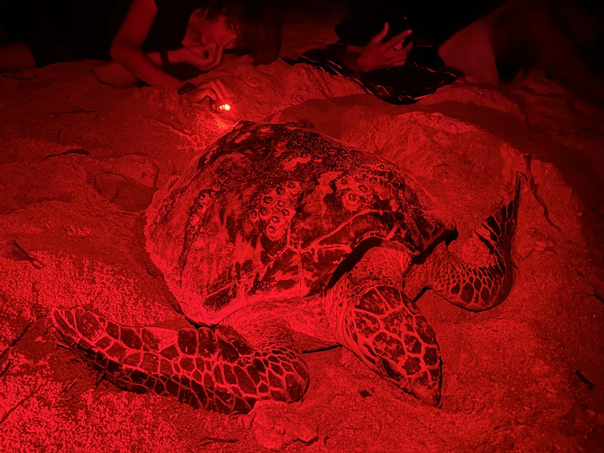 A hawksbill turtle nesting at night under red light